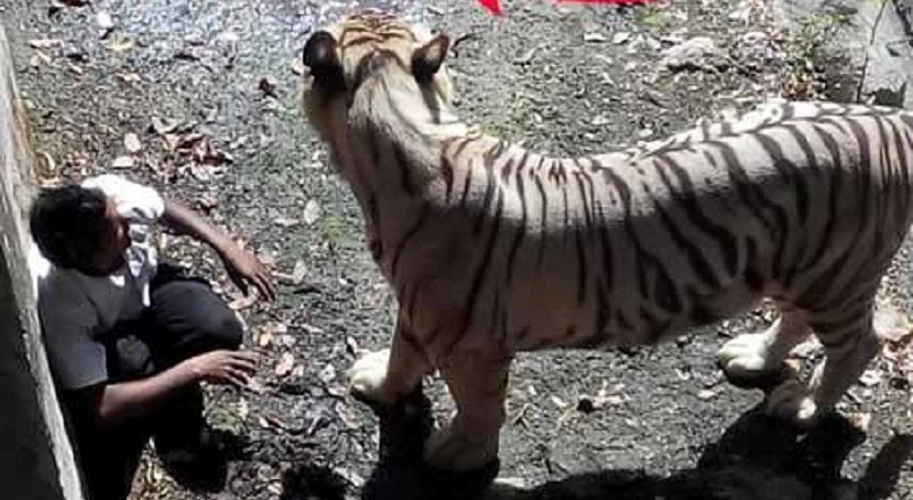 tiger delhi zoo