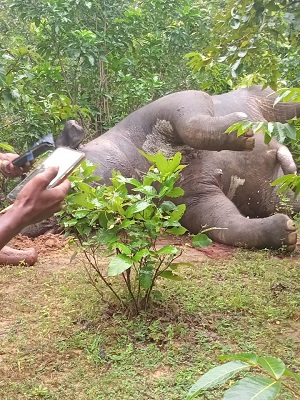 hathi_lash | No. 1 Indian Media News Portal