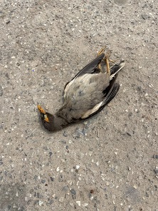 dead_bird | No. 1 Indian Media News Portal
