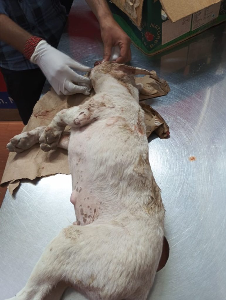 dog lko-1 | No. 1 Indian Media News Portal