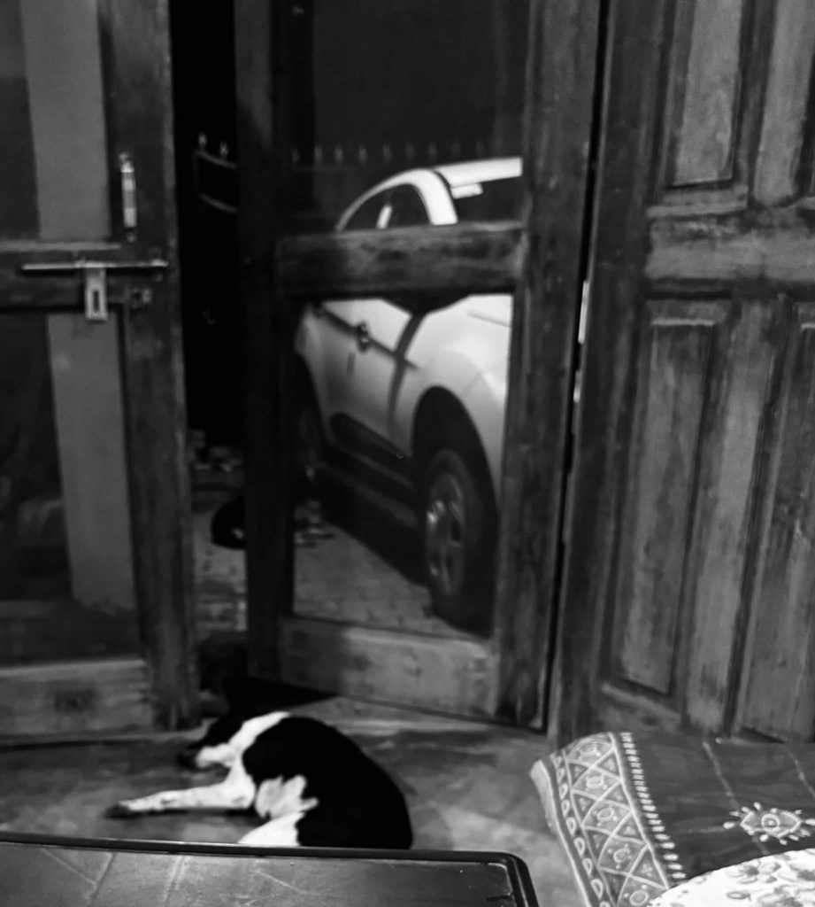 ghazipur_dog | No. 1 Indian Media News Portal Black-and-white dog lying on the floor in a wooden garage, with a white car visible behind the partially open door.