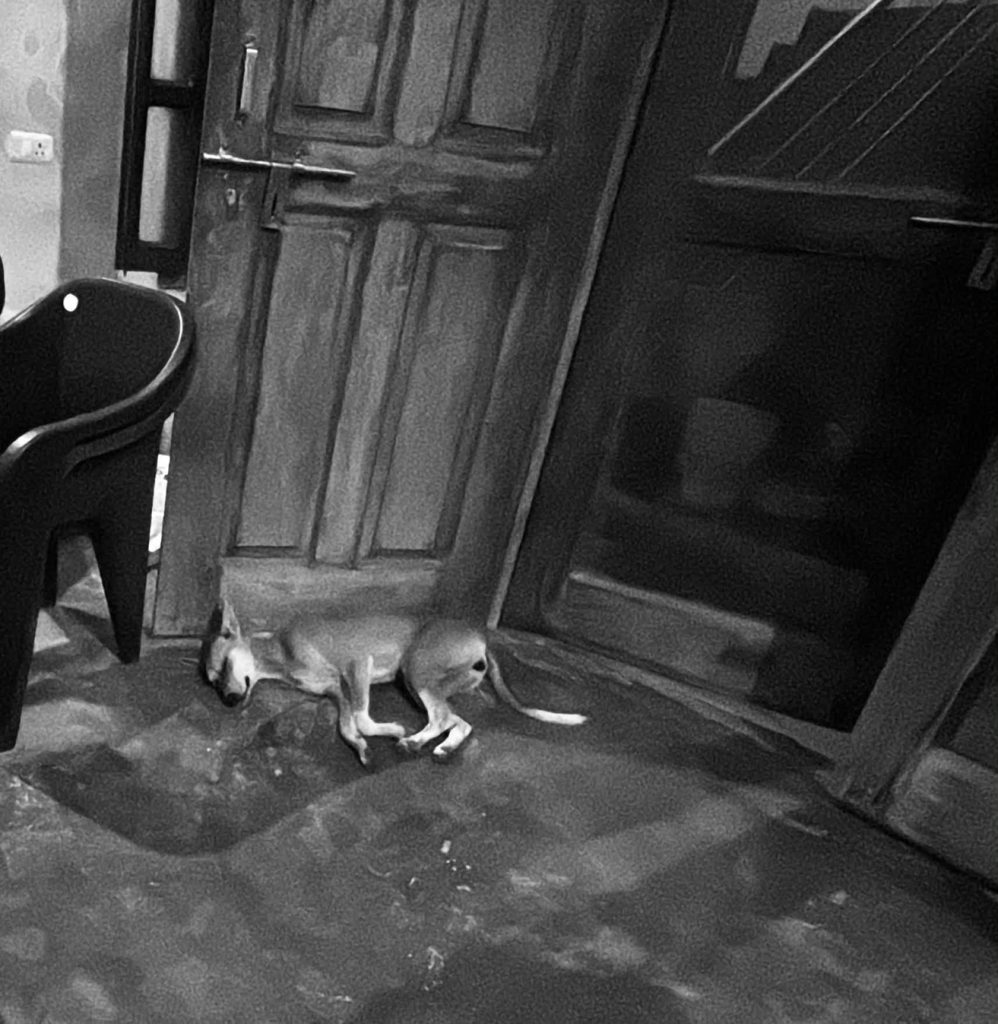 ghazipur_dog_1 | No. 1 Indian Media News Portal Small dog dozing on a tiled floor beside an open wooden door, with a black chair nearby in a dim room