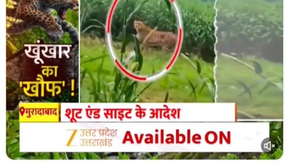 News post screenshot about a leopard attack in Moradabad; Hindi headlines with a circled leopard image and an 'Available ON' banner, plus blue hashtags above.